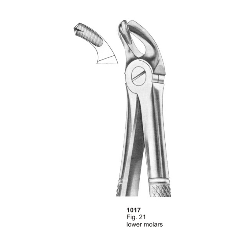 Fig 21 Lower Molars Dental Extraction Forcep